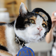 Tama the cat
